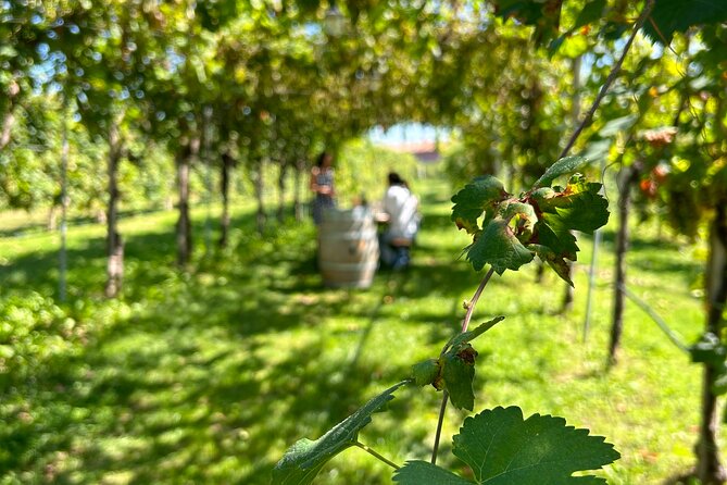 2 Guests Private Prosecco Road Tour All Inclusive from Venice - The “Prosecco Road” works best when you go private