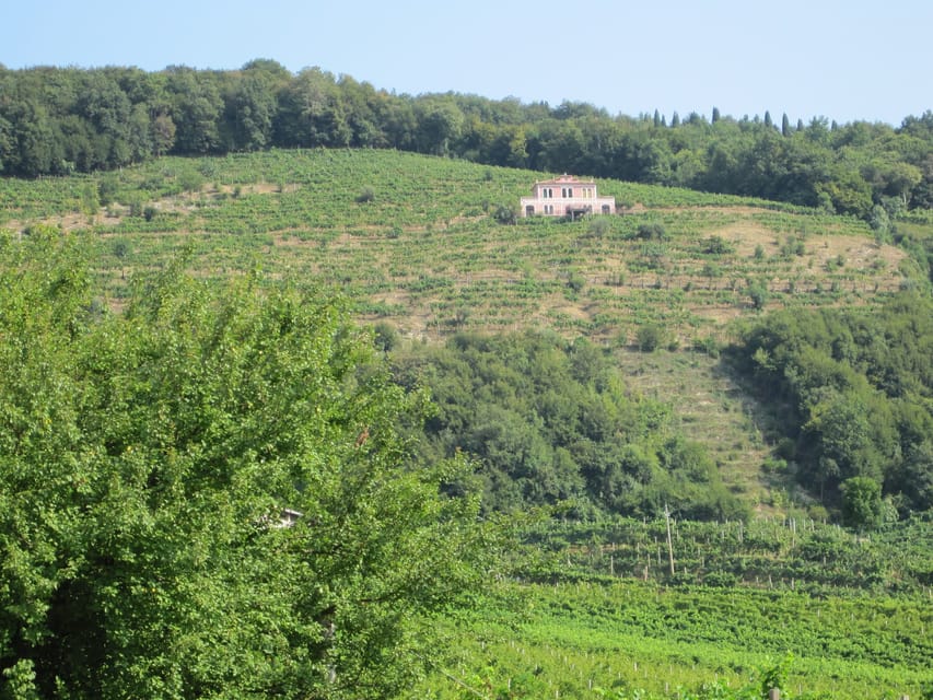8-Hour Prosecco Wine and Tastings Tour from Venice or Padua - The Guided Tastings: How to Taste Prosecco Without Guessing