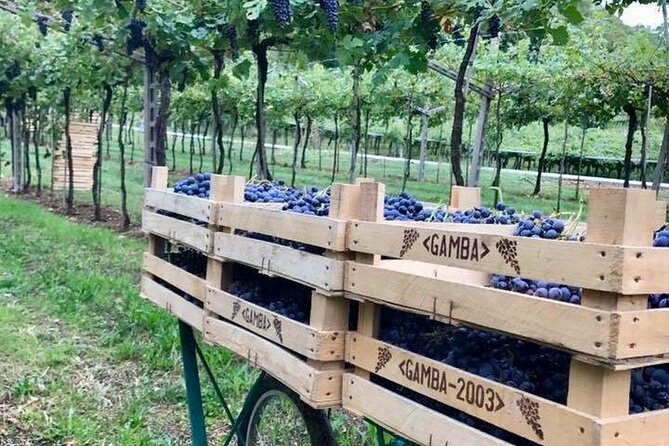 Amarone-Valpolicella tour. Visit Verona. From Venice - Key things to know before you go