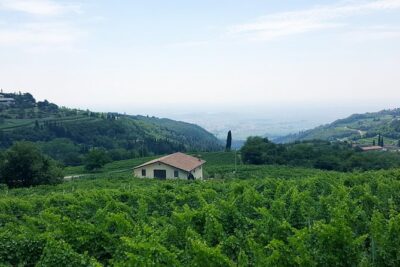 Amarone Wine Tour (all-inclusive full day with lunch and expert wine guide) - Two Winery Stops and Amarone Tasting That Teaches Your Nose