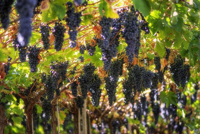 Amarone Wine Tour & Tasting from Venice, Padua or Verona - Cantina number one: a 15th-century start and a real feel for place