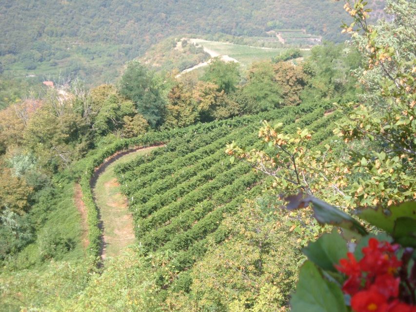 Amarone Wine Tour & Tasting from Venice, Padua or Verona - The tasting run: how to taste Valpolicella, Amarone, and Recioto like a pro