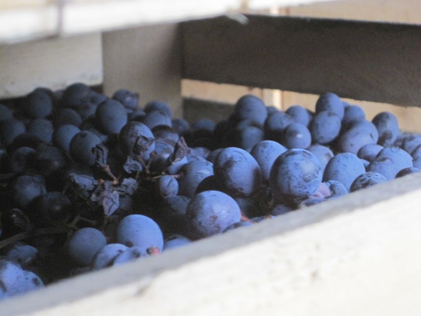 Amarone Wine Tour & Tasting from Venice, Padua or Verona - Cantina number two: the withered-grape step for Amarone and Recioto