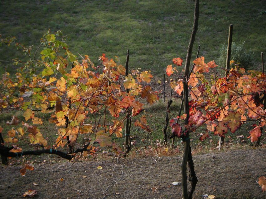 Amarone Wine Tour & Tasting from Venice, Padua or Verona - How to handle the buying expectation (without stress)
