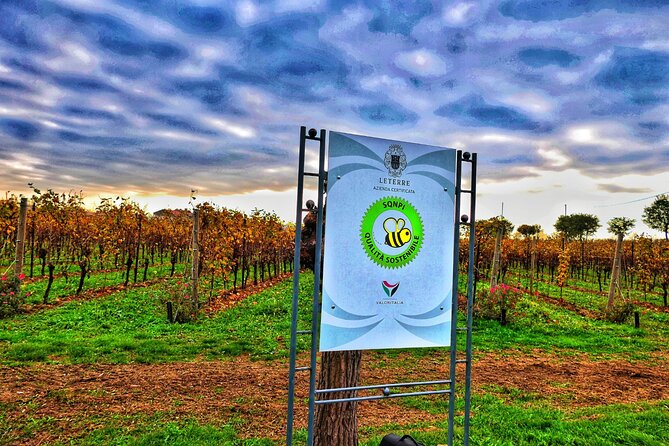 Full day Private Prosecco Tour, with certified Sommelier - Winery Cellars and Tastings: What You’ll Learn in Each Stop