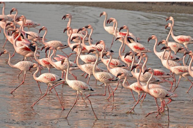 Lio Piccolo: Flamingos & Birdwatching Bike Tour in the Lagoon - Why Lio Piccolo Flamingos Work Better Than a Quick Sightseeing Stop