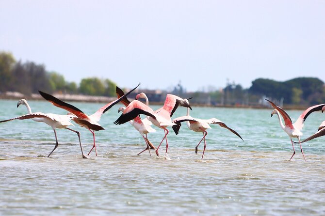 Nature Kayak Tour: Exploring Europe’s Largest Lagoon - Murano, Sant’Erasmo, Lazzaretto Nuovo: why these passes matter