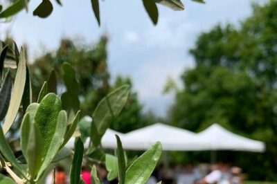 Premium Private Prosecco Hills Tour - 2 Wineries. Private tour. - Outdoor first tasting: 3 Prosecco DOCG, salumi, and formaggi