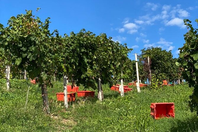 Premium Private Prosecco Hills Tour - 2 Wineries. Private tour. - Farra di Soligo technical tasting: 4 Prosecchi and the 5 original grape varieties