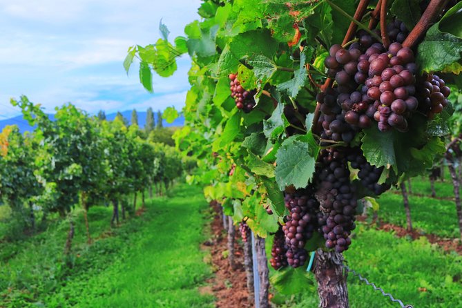 Private Half Day Wine Tasting tour: Road Of The Doges - Practical tips to get the most from the Road of the Doges day