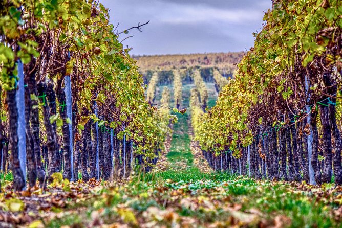 Private Valpolicella Day Trip from Venice: Wine Tasting and Verona - Valpolicella and Verona: Why This Mix Works