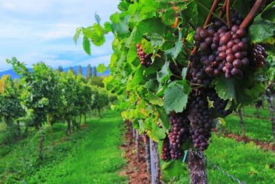 Private Valpolicella Day Trip from Venice: Wine Tasting and Verona - The Amarone Estate Visit: Where the Wine Story Becomes Real