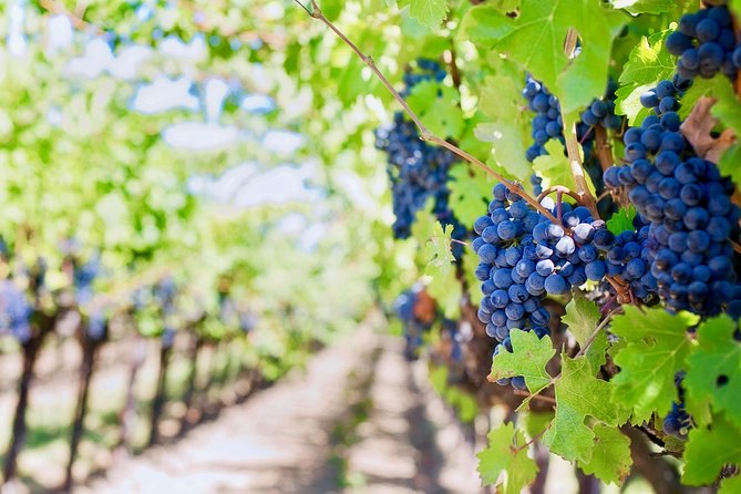 Private Valpolicella Day Trip from Venice: Wine Tasting and Verona - Verona With Three Hours: Romeo and Juliet Time, Done Your Way