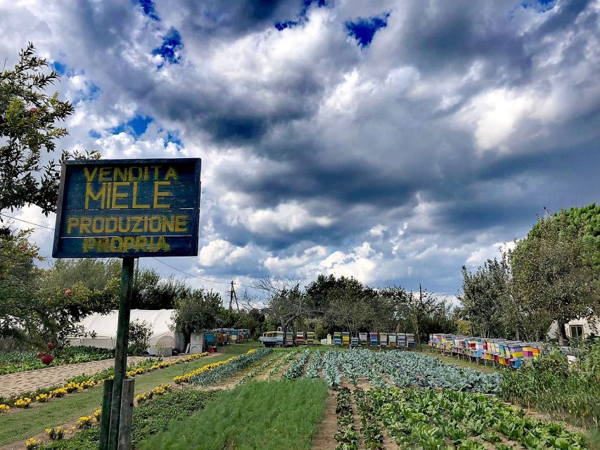 Venice: Bike Tour Honey & artichockes on Sant’Erasmo Island - How the Sant’Erasmo lagoon bike day really works